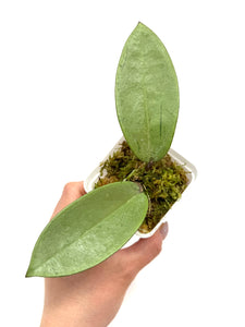 Hoya Silver Dollar