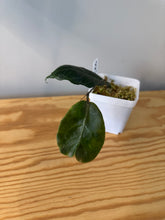 Load image into Gallery viewer, 178. Hoya Megalaster