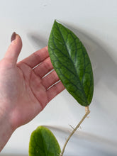 Load image into Gallery viewer, 41. Hoya Vitellinioides