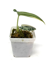 Load image into Gallery viewer, Scindapsus Mayari Variegated E