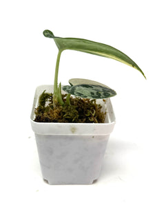 Scindapsus Mayari Variegated E