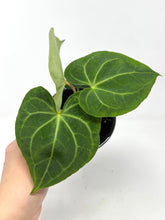 Load image into Gallery viewer, Anthurium Clarinervium 4”