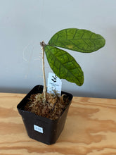 Load image into Gallery viewer, 338. Hoya Ann