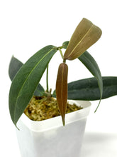 Load image into Gallery viewer, Hoya Brassii