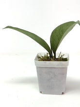 Load image into Gallery viewer, Hoya Pubicalyx Pink Silver Ghost E