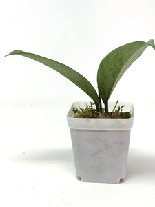 Hoya Pubicalyx Pink Silver Ghost E
