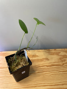 34. Amydrium Medium