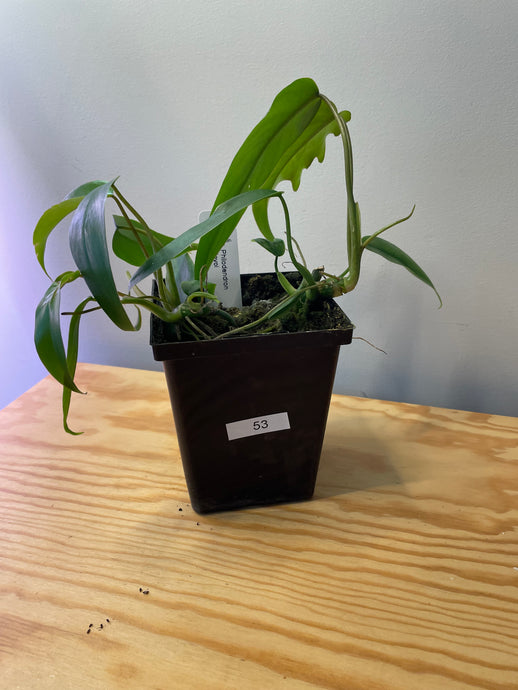 53. Philodendron Mayoi