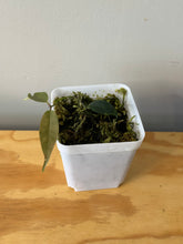 Load image into Gallery viewer, 66. Hoya Exilis