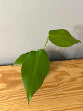 Load image into Gallery viewer, 78. Monstera Deliciosa Aurea Variegated
