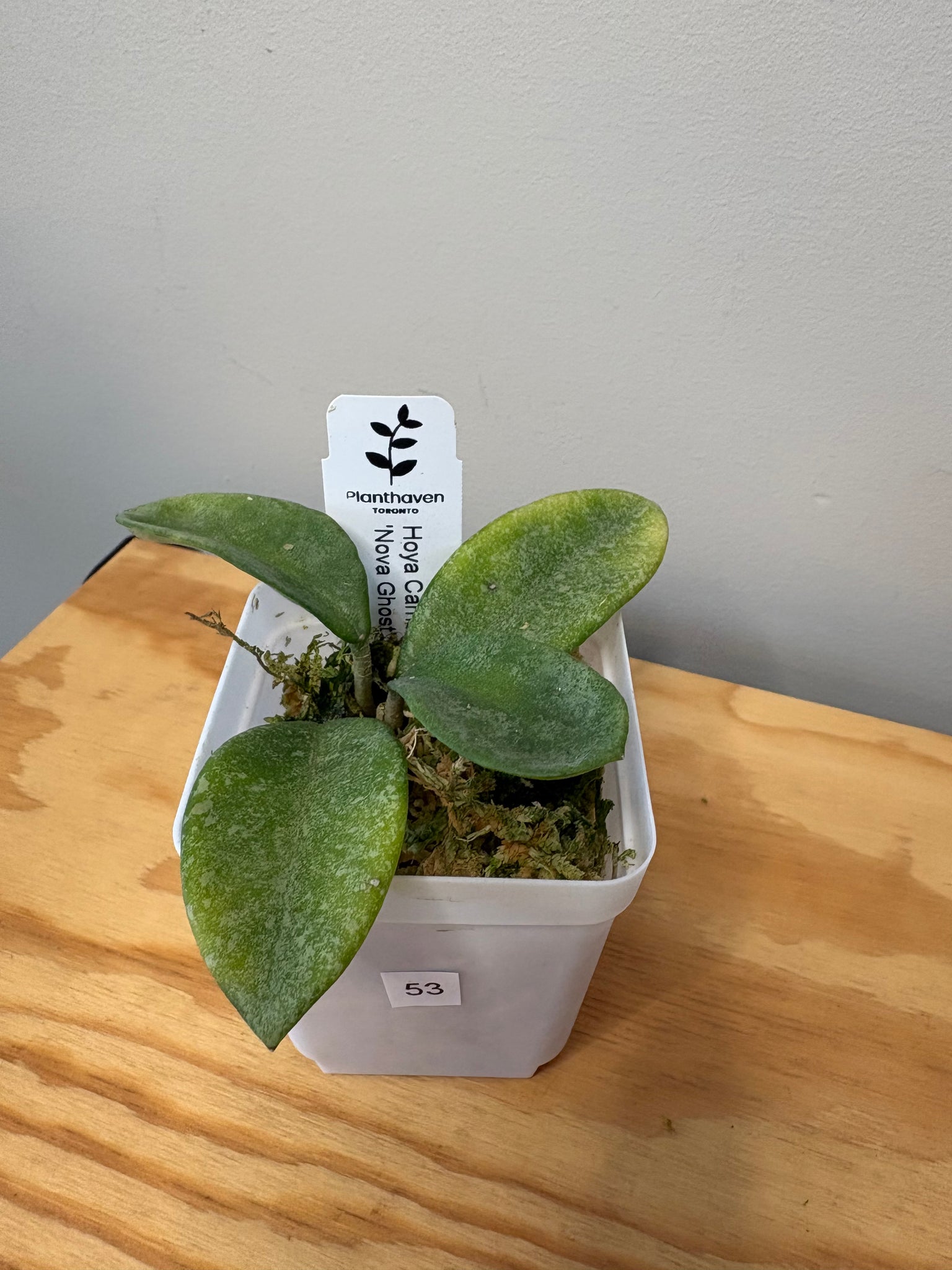 53. Hoya Carnosa 'Nova Ghost' – Planthaven Toronto