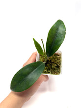 Load image into Gallery viewer, Hoya Albiflora