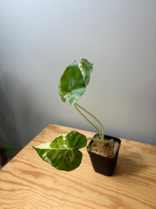 273. Alocasia Maccrorhiza Variegated