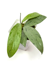 Load image into Gallery viewer, Hoya Pubicalyx Pink Silver Ghost C