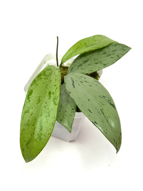 Hoya Pubicalyx Pink Silver Ghost C