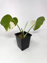 Load image into Gallery viewer, Monstera Deliciosa Albo Variegated E