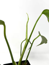 Load image into Gallery viewer, Philodendron Burle Marx Flame F