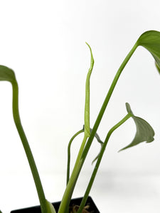 Philodendron Burle Marx Flame F