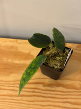 Load image into Gallery viewer, 302. Hoya Kaimuki