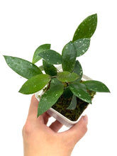 Load image into Gallery viewer, Hoya Walliniana UT-152