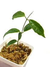 Load image into Gallery viewer, Hoya Paradisea (IM04)