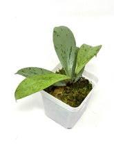 Load image into Gallery viewer, Hoya Pubicalyx Pink Silver Ghost C