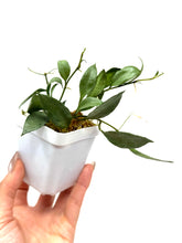 Load image into Gallery viewer, Hoya Lacunosa Silver Moonlight