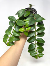 Load image into Gallery viewer, Aeschynanthus Radicans (Red Flower)