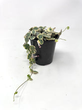 Load image into Gallery viewer, Ceropegia Woodii “String of Hearts” Variegated