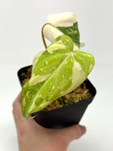 Load image into Gallery viewer, Philodendron Gloriosum Variegated B