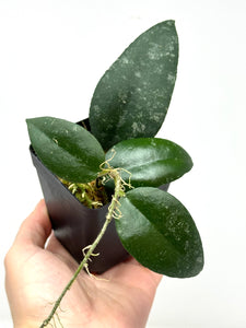 Hoya Caudata 'Sumatra'