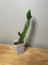 Load image into Gallery viewer, 119. Euphorbia Trigona Mint Cream