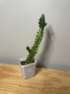 119. Euphorbia Trigona Mint Cream