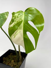 Load image into Gallery viewer, Monstera Deliciosa Albo Variegated O