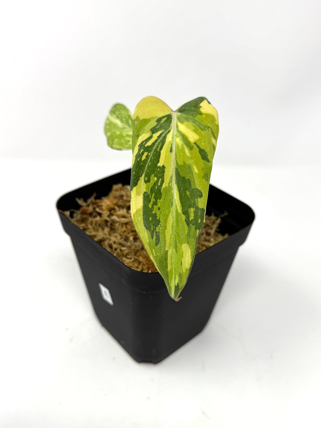 Philodendron Gloriosum Variegated E