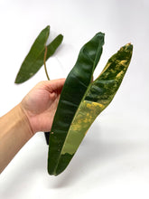 Load image into Gallery viewer, Philodendron Billietiae Variegated E