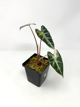 Load image into Gallery viewer, Alocasia Bambino Variegated A