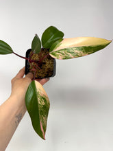 Load image into Gallery viewer, Philodendron Strawberry Shake