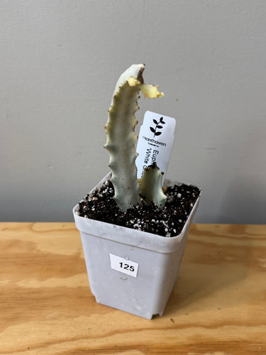 124. Euphorbia Lactea Ghost (ships within Canada only)