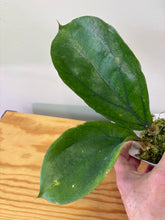 Load image into Gallery viewer, 106. Hoya Lambii