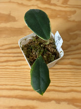 Load image into Gallery viewer, 156. Hoya Incrassata Albo Var