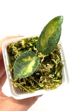 Load image into Gallery viewer, Hoya Carnosa ‘Argentea Princess’ B