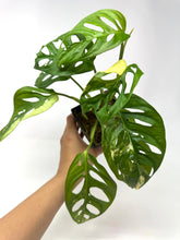 Load image into Gallery viewer, Monstera Adansonii Albo Variegated G