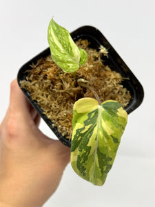 Philodendron Gloriosum Variegated E