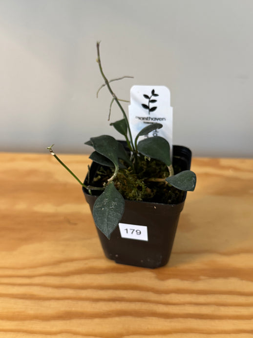 179. Hoya Manipurensis