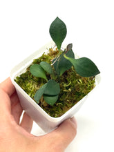 Load image into Gallery viewer, Hoya Carmelae