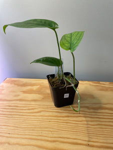 41. Amydrium Medium