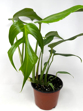 Monstera Burle Marx Flame (large size)
