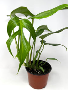Monstera Burle Marx Flame (large size)