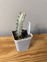 Load image into Gallery viewer, 1. Euphorbia Lactea White Ghost- Ships within Canada only